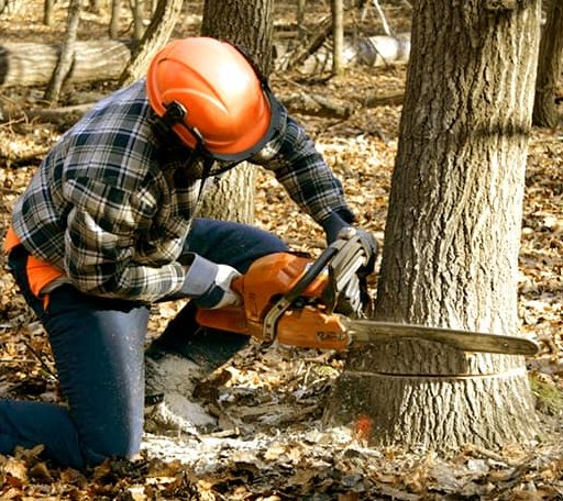 Tree Removal in Alum Bank, PA